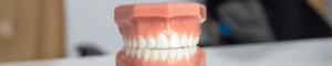 Model of teeth