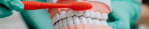 Model of teeth being brushed