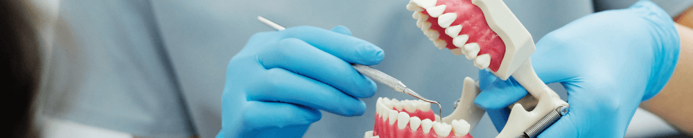 Dentist at Lion Dental In Stourbridge with model of teeth